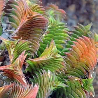 Haworthia viscosa Seeds - Indigenous Endemic Succulent - Flat Ship Rate - NEW