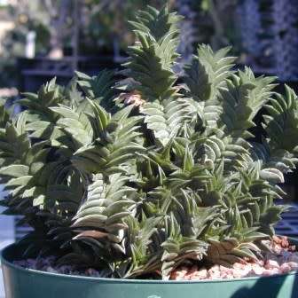 Haworthia viscosa Seeds - Indigenous Endemic Succulent - Flat Ship Rate - NEW