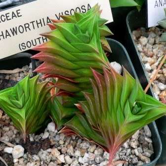 Haworthia viscosa Seeds - Indigenous Endemic Succulent - Flat Ship Rate - NEW