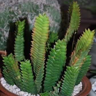 Haworthia viscosa Seeds - Indigenous Endemic Succulent - Flat Ship Rate - NEW