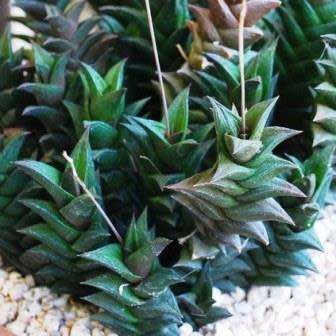 Haworthia viscosa Seeds - Indigenous Endemic Succulent - Flat Ship Rate - NEW