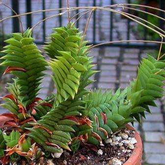 Haworthia viscosa Seeds - Indigenous Endemic Succulent - Flat Ship Rate - NEW