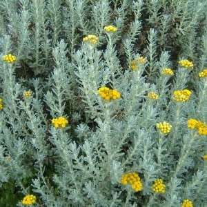 Imphepho - Helichrysum odoratissimum Seeds - Indigenous Medicinal Ethnobotanical
