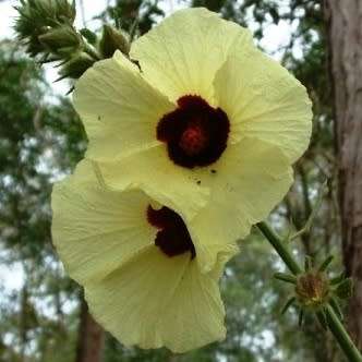 10 Hibiscus diversifolius Seeds - Swamp Hibiscus - Indigenous South African Native Shrub Seeds