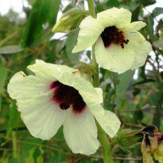 10 Hibiscus diversifolius Seeds - Swamp Hibiscus - Indigenous South African Native Shrub Seeds