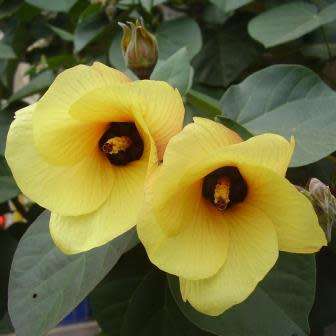 5 Hibiscus tiliaceus Seeds - Tree Hibiscus - Indigenous South African Native Shrub