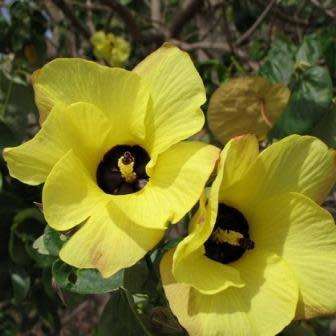 5 Hibiscus tiliaceus Seeds - Tree Hibiscus - Indigenous South African Native Shrub
