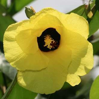 5 Hibiscus tiliaceus Seeds - Tree Hibiscus - Indigenous South African Native Shrub
