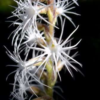 Holothrix longiflora Seeds - Sweetly Scented Zambian Spider Orchid Seeds - Global Shipping
