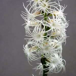 Holothrix longiflora Seeds - Sweetly Scented Zambian Spider Orchid Seeds - Global Shipping