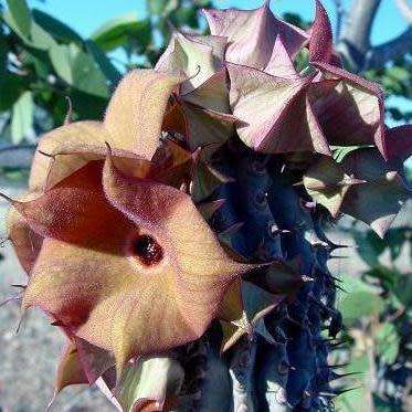 Hoodia parviflora Seeds - Namibian Medicinal Succulent Stapeliad Exotic - NEW