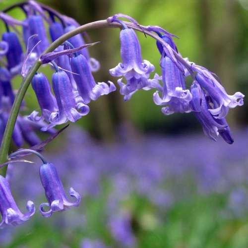 Hyacinthoides non-scripta - 5 Seed Pack - Exotic Perennial Bulb -Combined Shipping- New