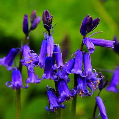 Hyacinthoides non-scripta - 5 Seed Pack - Exotic Perennial Bulb -Combined Shipping- New