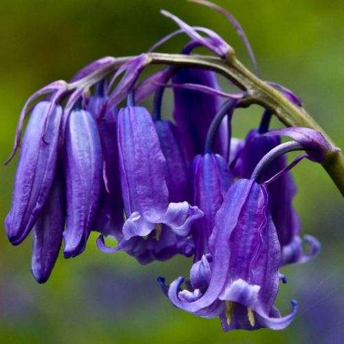 Hyacinthoides non-scripta - 5 Seed Pack - Exotic Perennial Bulb -Combined Shipping- New