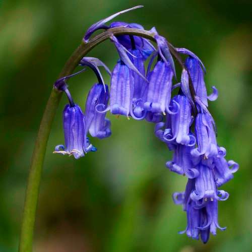 Hyacinthoides non-scripta - 5 Seed Pack - Exotic Perennial Bulb -Combined Shipping- New