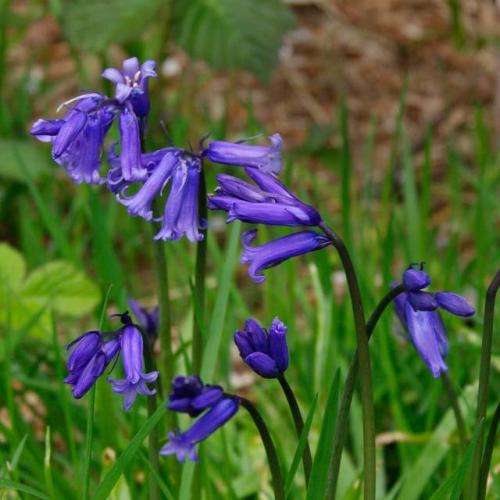 Hyacinthoides non-scripta - 5 Seed Pack - Exotic Perennial Bulb -Combined Shipping- New
