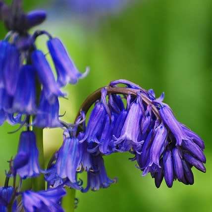 Hyacinthoides non-scripta - 5 Seed Pack - Exotic Perennial Bulb -Combined Shipping- New