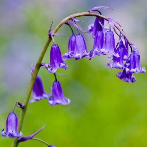 Hyacinthoides non-scripta - 5 Seed Pack - Exotic Perennial Bulb -Combined Shipping- New