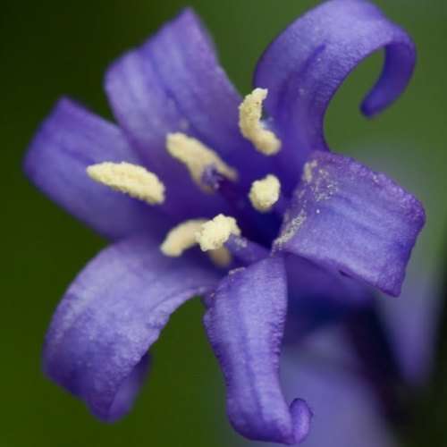 Hyacinthoides non-scripta - 5 Seed Pack - Exotic Perennial Bulb -Combined Shipping- New