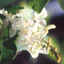 Indigofera natalensis Seeds - Indigenous South African Flowering Shrub - Combined Global Shipping