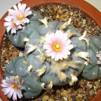Peyote Cactus, Lophophora williamsii - 5 Seed Pack - RARE - Ethnobotanical Exotic Succulent