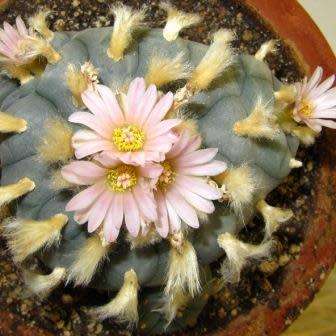 Peyote Cactus, Lophophora williamsii - 5 Seed Pack - RARE - Ethnobotanical Exotic Succulent