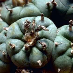 Peyote Cactus, Lophophora williamsii - 5 Seed Pack - RARE - Ethnobotanical Exotic Succulent