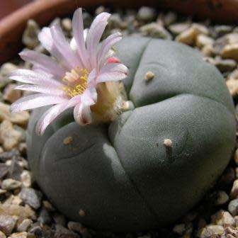 Peyote Cactus, Lophophora williamsii - 5 Seed Pack - RARE - Ethnobotanical Exotic Succulent