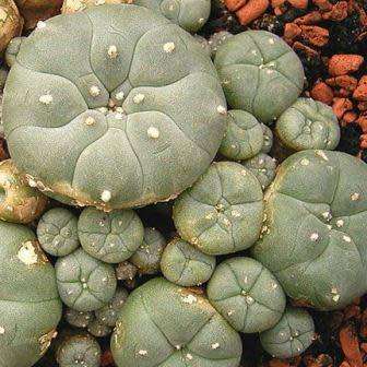 Peyote Cactus, Lophophora williamsii - 5 Seed Pack - RARE - Ethnobotanical Exotic Succulent