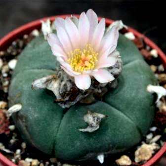 Peyote Cactus, Lophophora williamsii - 5 Seed Pack - RARE - Ethnobotanical Exotic Succulent
