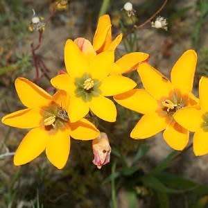 5 Ixia curta Seeds - Indigenous South African Endemic Perennial Bulb Seeds From Africa