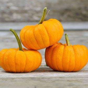 Jack Be Little Pumpkin Seeds - Vegetable - Combined Flat Rate Shipping