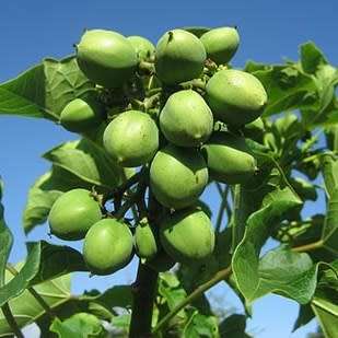 Jatropha curcas Seeds - Physic Nut Biodiesel Deciduous Tree Medicinal