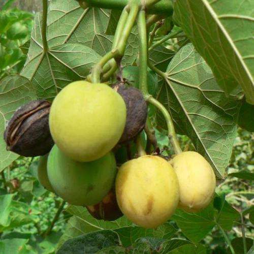Jatropha curcas Seeds - Physic Nut Biodiesel Deciduous Tree Medicinal