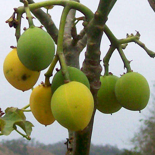 Jatropha curcas Seeds - Physic Nut Biodiesel Deciduous Tree Medicinal