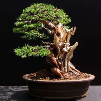 Juniperus chinensis - Chinese Juniper Bonsai - 5 Seeds + FREE Gifts Seeds + Bonsai eBook, NEW