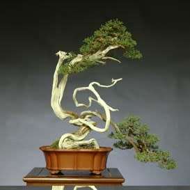 Juniperus chinensis - Chinese Juniper Bonsai - 5 Seeds + FREE Gifts Seeds + Bonsai eBook, NEW