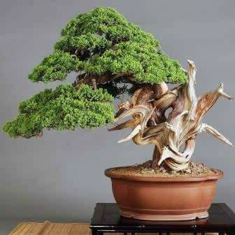 Juniperus chinensis - Chinese Juniper Bonsai - 5 Seeds + FREE Gifts Seeds + Bonsai eBook, NEW