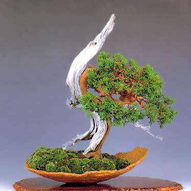 Juniperus chinensis - Chinese Juniper Bonsai - 5 Seeds + FREE Gifts Seeds + Bonsai eBook, NEW