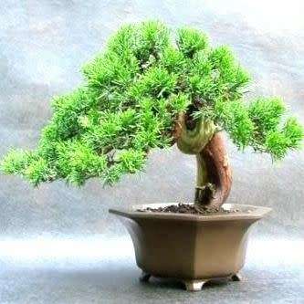 Juniperus chinensis - Chinese Juniper Bonsai - 5 Seeds + FREE Gifts Seeds + Bonsai eBook, NEW