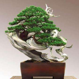Juniperus chinensis - Chinese Juniper Bonsai - 5 Seeds + FREE Gifts Seeds + Bonsai eBook, NEW