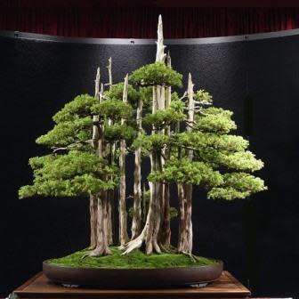 Juniperus chinensis - Chinese Juniper Bonsai - 5 Seeds + FREE Gifts Seeds + Bonsai eBook, NEW