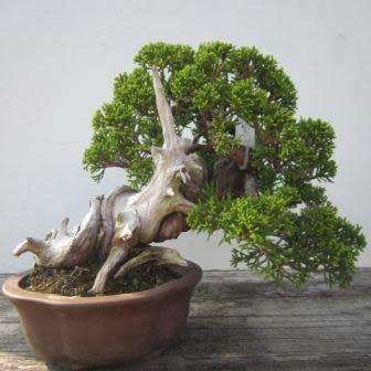 Juniperus chinensis - Chinese Juniper Bonsai - 5 Seeds + FREE Gifts Seeds + Bonsai eBook, NEW