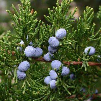Juniperus virginiana Seeds - The source of Juniper oil - Used to Flavour Gin - Tree Shrub, NEW
