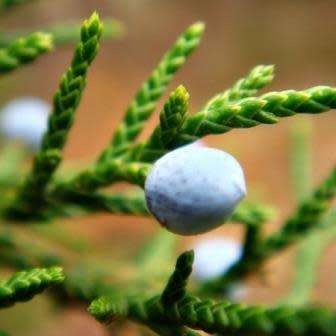 Juniperus virginiana Seeds - The source of Juniper oil - Used to Flavour Gin - Tree Shrub, NEW