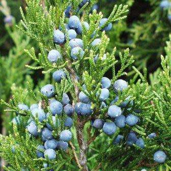 Juniperus virginiana Seeds - The source of Juniper oil - Used to Flavour Gin - Tree Shrub, NEW