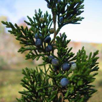Juniperus virginiana Seeds - The source of Juniper oil - Used to Flavour Gin - Tree Shrub, NEW