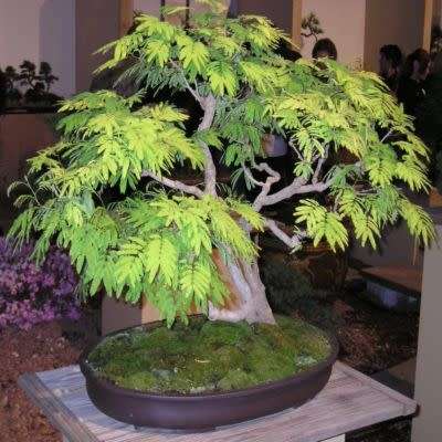Koelreuteria paniculata - Golden Rain Tree Bonsai Seeds + FREE Gifts Seeds + Bonsai eBook, NEW
