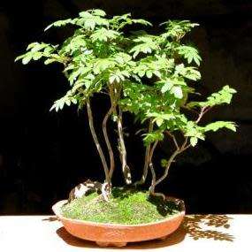 Koelreuteria paniculata - Golden Rain Tree Bonsai Seeds + FREE Gifts Seeds + Bonsai eBook, NEW