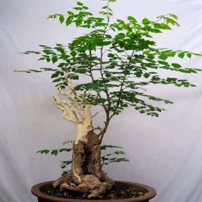 Koelreuteria paniculata - Golden Rain Tree Bonsai Seeds + FREE Gifts Seeds + Bonsai eBook, NEW